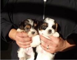 baby pure bred mini Parti-Yorkie puppies ready now
