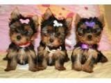 Lovely Yorkie Pups For Sale: (xxx) xxx-xxx3