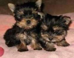 Adorable tea cup yorkie puppies for adoption