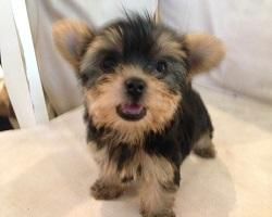 stunning yorkshire terrier available