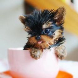 Get one Lovely Teacup Yorkie Puppies