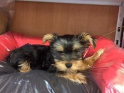 Potty Trained Teacup Yorkie Puppies.