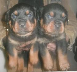 Magnificent Male and Female Yorkie Puppies