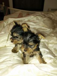 Yorkshire Terrier Puppies (small Size)