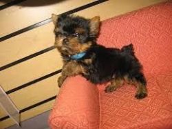 Affectionate Teacup Yorkie puppies!