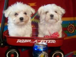 Adorable Xmas Yorkie Puppies For Free Adoption