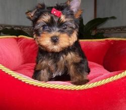 Well Trained Yorkie Puppies Male And Female X-mass