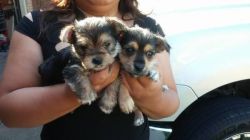 lovely and potty trained yorkie puppies available