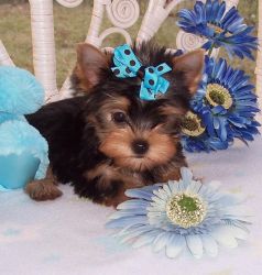Charming Akc T-cup Yorkie Puppies