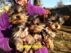 Teacup Yorkie Puppies Available(xxx) xxx-xxx3