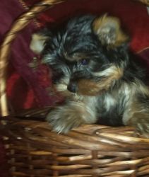 Cute Yorkie puppies for thanks giving