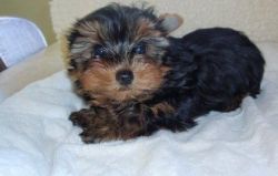 Yorkshire Terrier puppies for new home