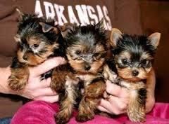 Two Cute Yorkshire Terrier Puppies ready