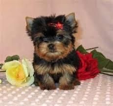 Free/not For Sale Yorkie Puppies For New