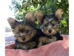 Male & Female Yorkie Puppies Need New Homes