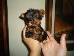 Yorkshire Terrier puppies for a good home care