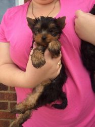 Absolutely Cute Yorkie Puppies For Adoption..