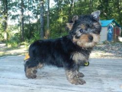 Healthy male and female yorkie puppies available