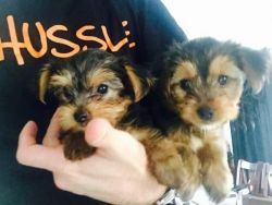 Yorkie puppy rehoming