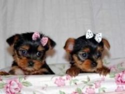 Two Cute Teacup Yorkie Pups Tex xxxxxxxxxx