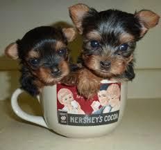Very Unique Yorkie Puppies For You!