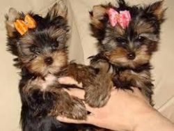 Salina Yorkshire Terriers puppies available now