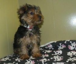 Yorkie available for xmass