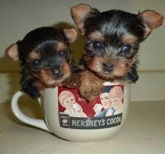 Micro Yorkshire Terrier Puppies For Re-homing