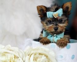 Very cute Yorkshire terrier puppies available