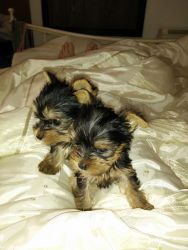 Two Adorable 10 Week Old Yorkie Puppies