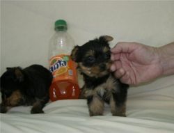 Yorkie Puppies 4 adoption