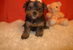 playful yorkie puppies for adoption