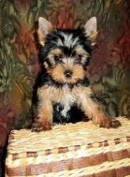 Adorable Baby Yorkie Puppy