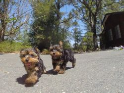 Cute Ckc Tiny Teacup Male Yorkie Puppies