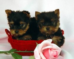 Gorgeous Teacup Yorkie Puppies (xxx) xxx-xxx7