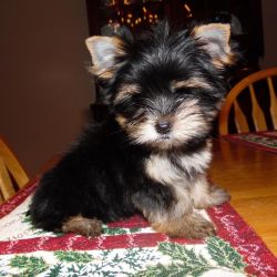 yorkie female for sale