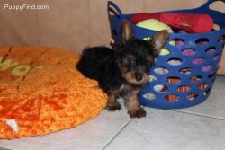 Very Tiny Teacup Yorkie Puppies Now Available