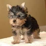Are You Looking For A Yorkshire Terrier ???