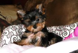Tiny little Yorkshire Terrier puppies for sale