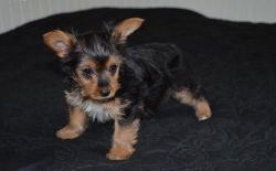 Yorkies Puppies Ready for New Family