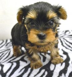 Purebred Teacup Yorkie puppies available