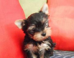 male and female Yorkie Puppies for Sale