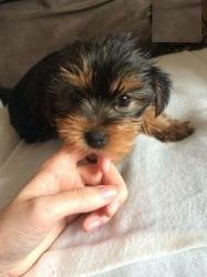 Yorkshire Terrier Puppies for Adoption