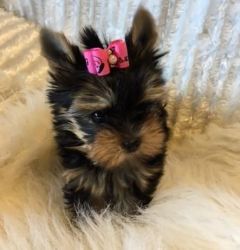 Cute And Lovely Teacup Yorkies For New Re-homing