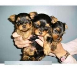 AKCperfect teacup Yorkies puppies for sale