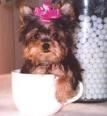 Beautiful Akc Teacup Yorkie Puppies For Sale