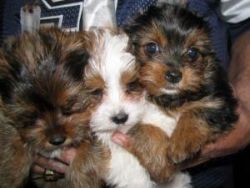 Male and female Yorkie puppies for sale