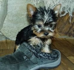 M/f T-cup Yorkshire Terrier Puppies Available!!!