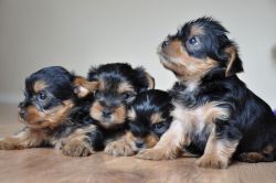 Miniature Yorkshire Terrier Pedigree Puppies
