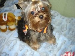 Well Traned Teacup Yorkie puppies ready